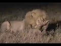leones vs hienas