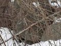 Otter Tracks in Snow Hides Under Rocks Winter Time Niagara River FE ON