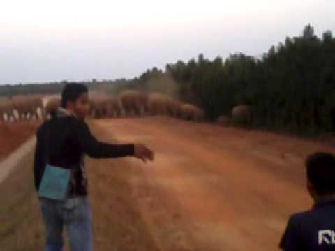 hathi mera sathi