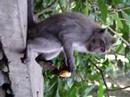 Sacred Monkey Forest -- Ubud, Bali