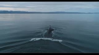 "A Land for Animals" - The Windfall (Gianluca Gugliotta)
