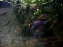 Tortugas y peces comiendo en zoologico de Washington