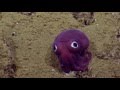 Googly-eyed Stubby Squid | Nautilus Live