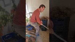 11.10.2025 Yilanlar Toprakta Olmasi Gereki̇rken Ki̇lere Yilan Gi̇rdi̇