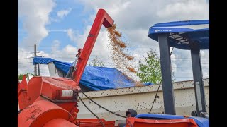 Prefeitura apoia produtores na colheita de milho em Brasileia