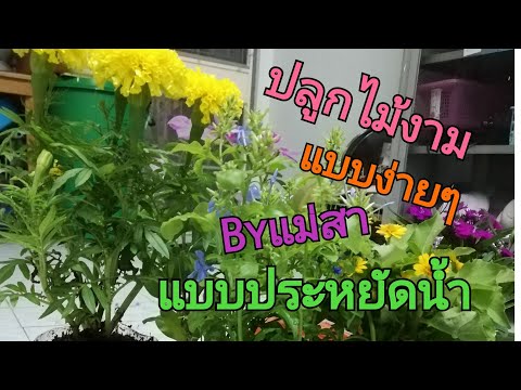 #ปลูกไม้งามประหยัดน้ำแบบง่ายๆด้วยขวดพลาสติก