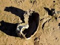 Ancient Skeletal Remains Found At Lake Eufaula Oklahoma images Ancient Skeletal Remains Found At Lake Eufaula Oklahoma