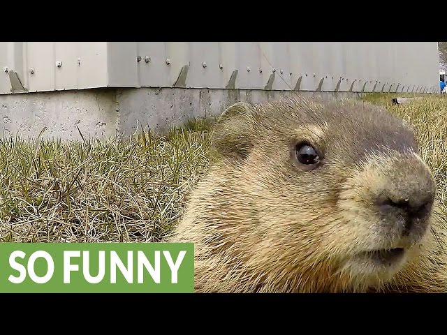 Gopher Closely Examines GoPro - Video