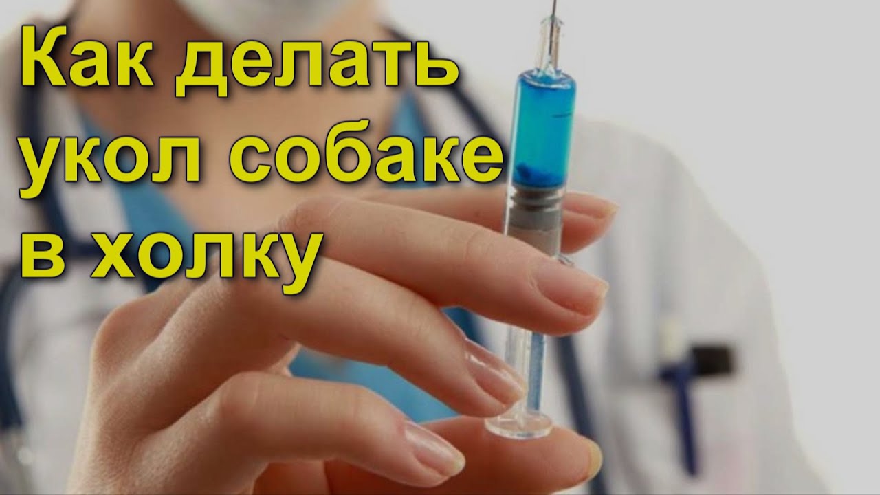 Как самому сделать укол щенку Как самому сделать укол щенку