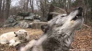 Laziest Wolf Howls Part 12