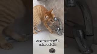 Çok Zeki Kedi Baytarcnn