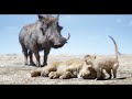 Timon and Pumbaa Rescue Simba Scene - THE LION KING 2019 Movie Clip HD