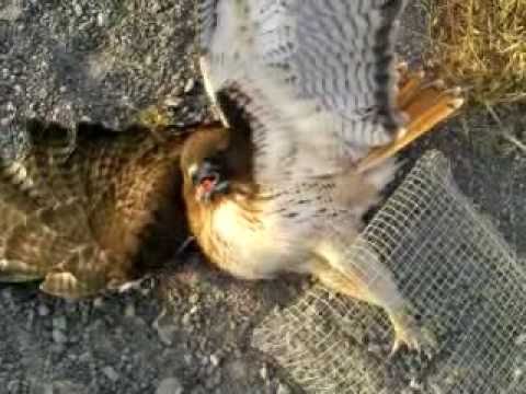 Red-Tail Hawk Trapping - YouTube