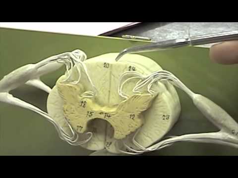Spinal Cord Model.mov - YouTube