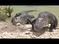 alligator