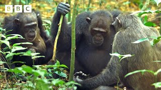 Chimps Go Digging For Their Dinner 🐒 | Mammals - Bbc