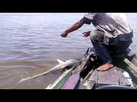 TAK TERDUGA DAPAT IKAN PATIN SEUKURAN INI_rawai ikan patin sungai