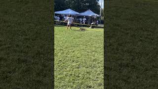 Garners Conan Jr Being Show At Tomgarner54 Pig Pickin 2023