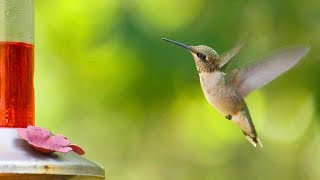 HUMMINGBIRDS -⭐ 5 Must-Know Facts - SLOW MOTION! 👈