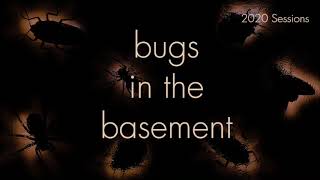 Bugs In The Basement - Dorymyrmex Insanus aka The Pyramid Ant