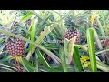 How to cultivate pineapple in a new way is reviewed||New Vlog video||Kolkata media