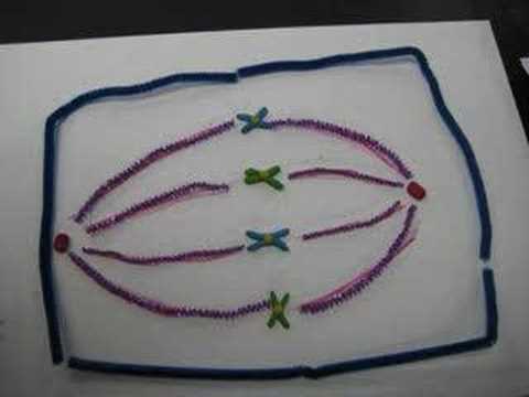 It shows how chromosomes replicate itself going through interphase, prophase 