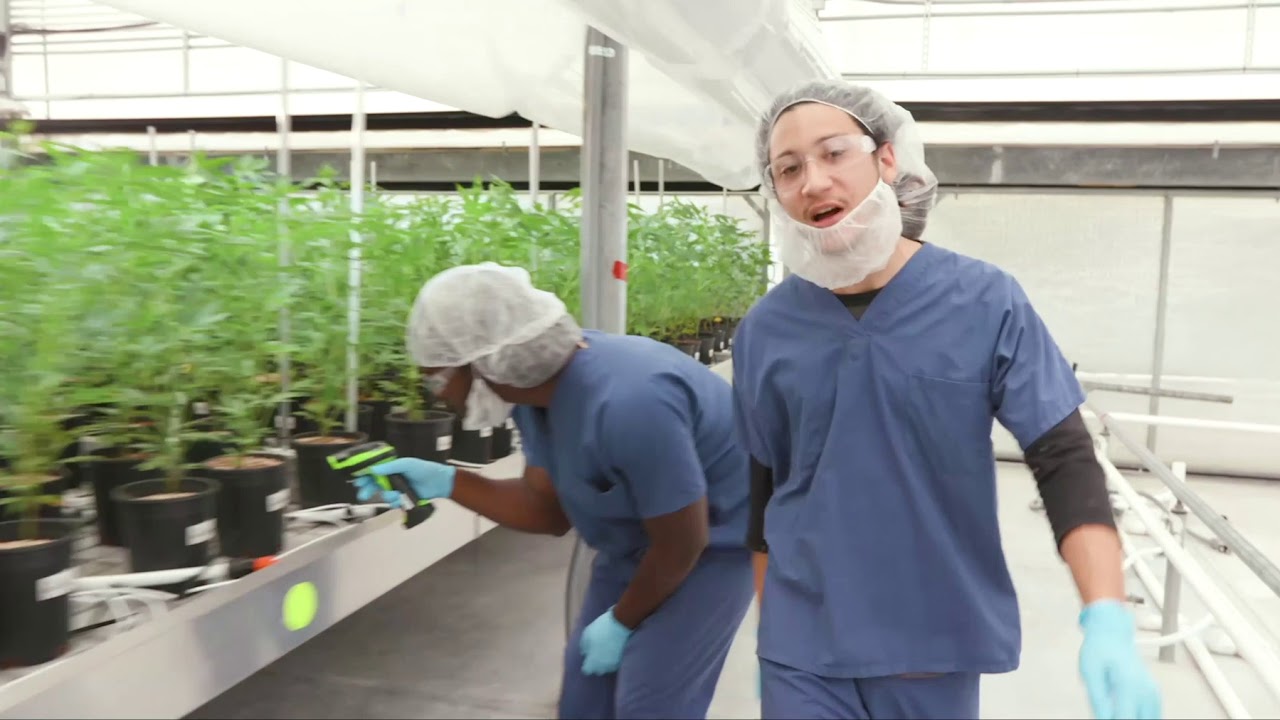 Dispensary video education