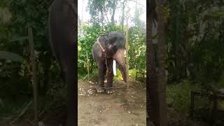 Shocking....mangalamkunnu Karnan Trying To Attack His Second Mahout