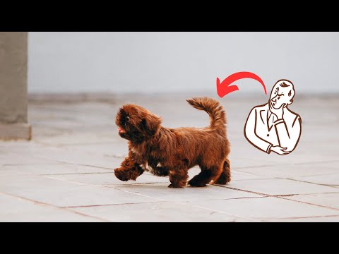 🐕 THIS is What Your Dog's Tail is Trying to Tell You! | Curious Corner.