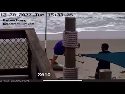 Play this video  WARNING GRAPHIC VIDEO Man caught on video beating shark with hammer on Florida beach, police say