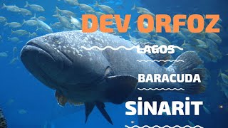 Zipkinla Balik Avi Spearfi̇shi̇ng Whi̇te Grouper Si̇nari̇t Dantex