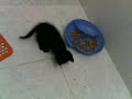 GATINHOS ABANDONADOS NA ONG MULHERES DEZ