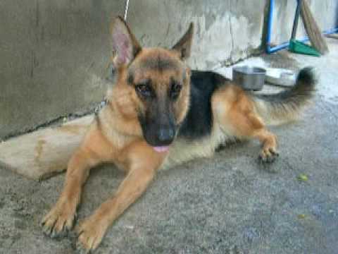 dog mating my alsatian dog Dogs Mating Videos. dog mating my alsatian dog