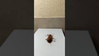 Lonely Roach