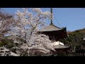 根来寺の桜