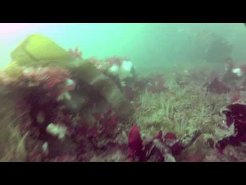 HMS+Barham+Wreck+Found HMS Barham Wreck Found http://www.digplanet.com/wiki/HMS_Scylla_(98)