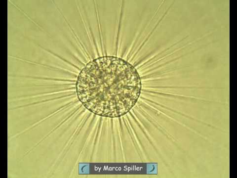 Header of Actinophrys sol