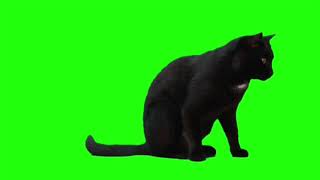 Футаж чёрный кот на зелёном фоне - хромакей