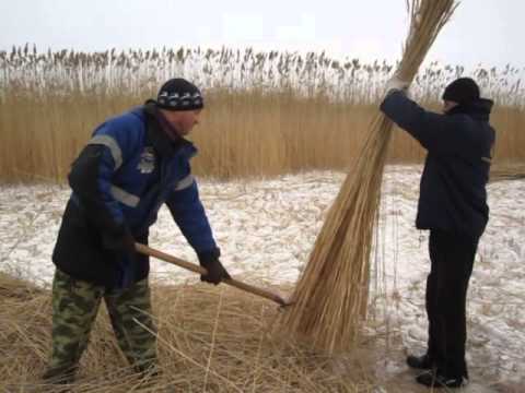 Заготовка камыша для кровли