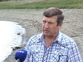 Видео В Симферопольское водохранилище запустили карпа