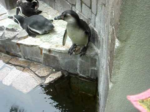 江戸川区自然動物園　フンボルトペンギン　ちくわ　落ちちゃうよ！
