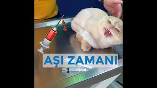 AŞI YAPARKEN KÜFÜR EDEN KEDİ YİNE GELDİ