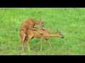 Rehe in der Paarungszeit - roe deer in the mating season