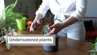 Signs You Underwater Your Plants