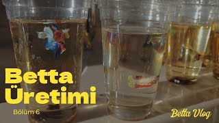 Beta Üretim Serisi Sizin Seçtiğiniz Eşleşme Yavrular Yeni Kaplarında