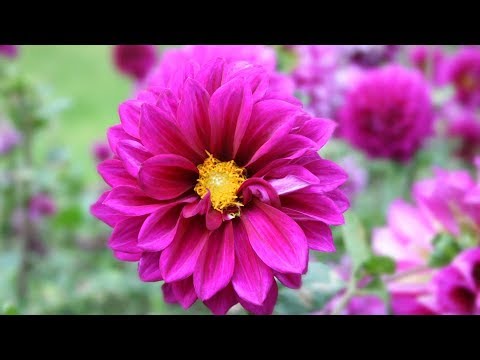 Download Relaxing Music, Peaceful Music, Instrumental Music, "Beautiful World Nepal" by Tim Janis Download Relaxing Music, Peaceful Music, Instrumental Music, "Beautiful World Nepal" by Tim Janis