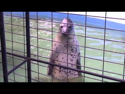 立つゴマフアザラシ＠帯広動物園