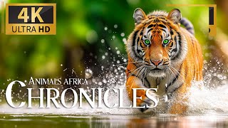Animals Africa Chronicles 4K 🐾 Discovery Relaxation Film With Soothing Relaxing Piano Music