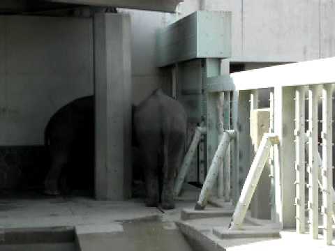 10／05／01  東山動物園の象