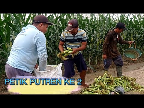 CARA MEMILIH PUTREN / JANTEN PADA JAGUNG MANIS YANG BENAR